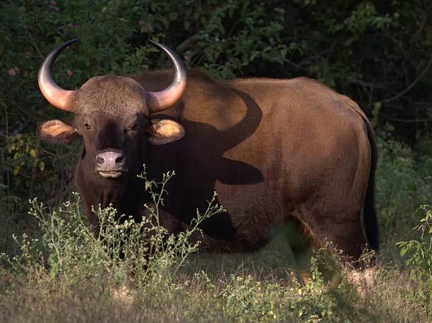 photo of a Gaur